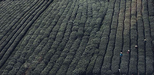 Tea Fields