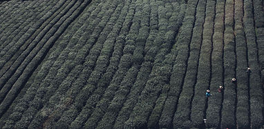 Tea Fields