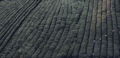 Tea Fields