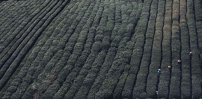 Tea Fields