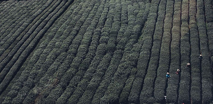 Tea Fields