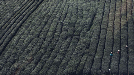 Paper on Assessment of potential biogas production from multiple organic wastes in Brazil