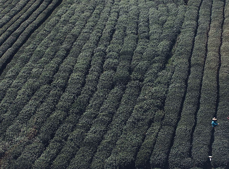 Tea Fields