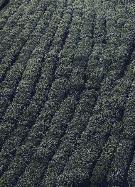 Tea Fields