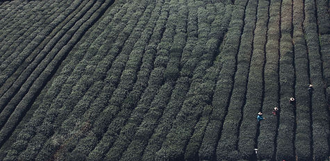 Tea Fields