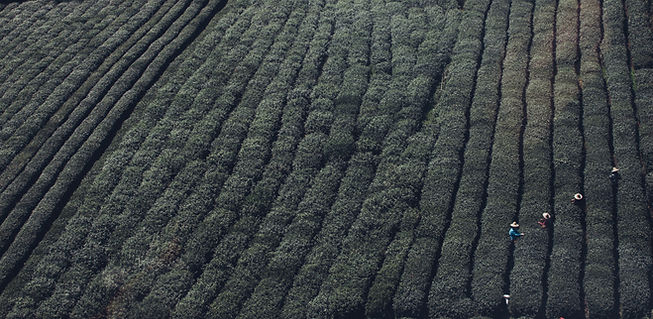 Tea Fields