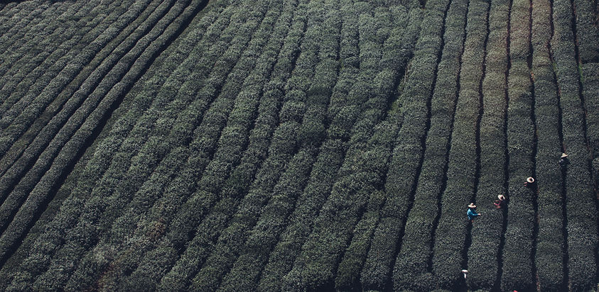 Tea Fields