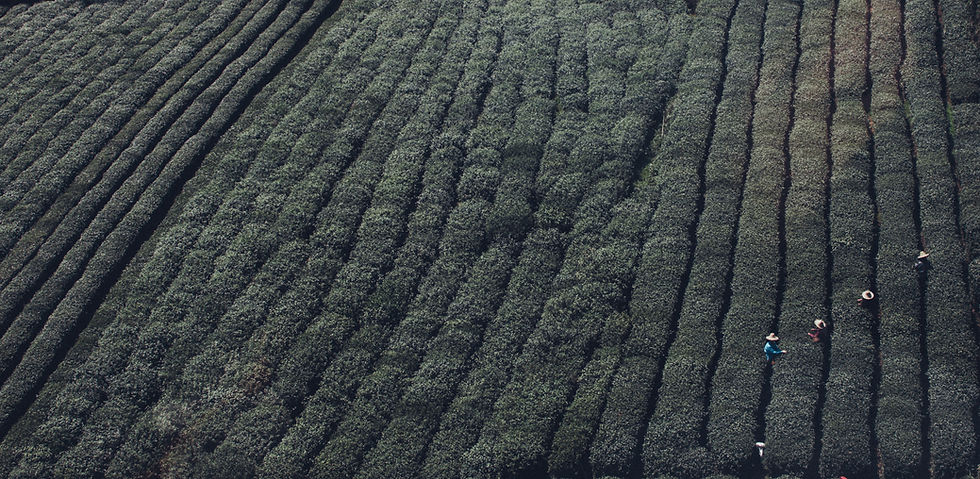 茶園景觀