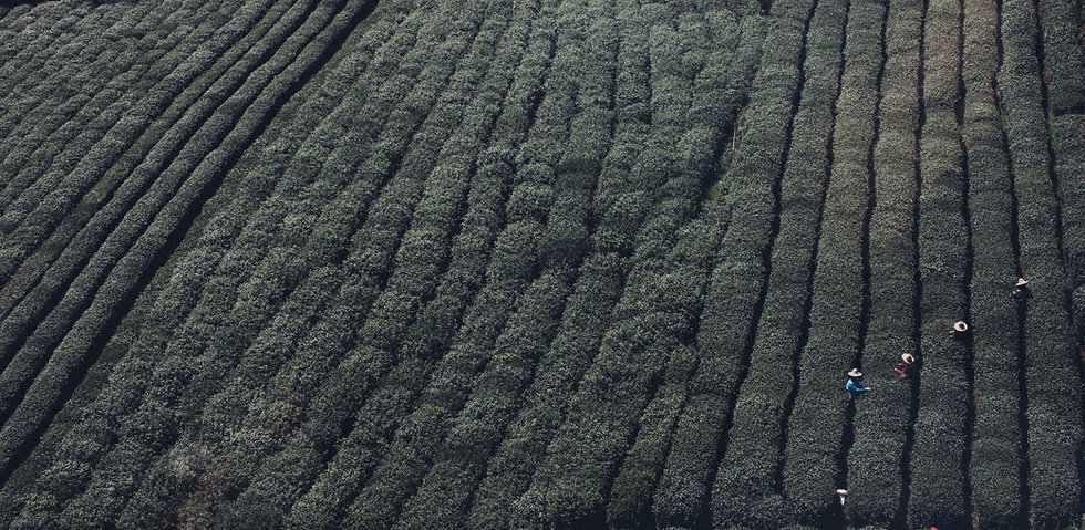 Tea Fields