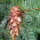 Thumbnail: Douglas Fir