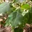Thumbnail: Siouxland Cottonwood