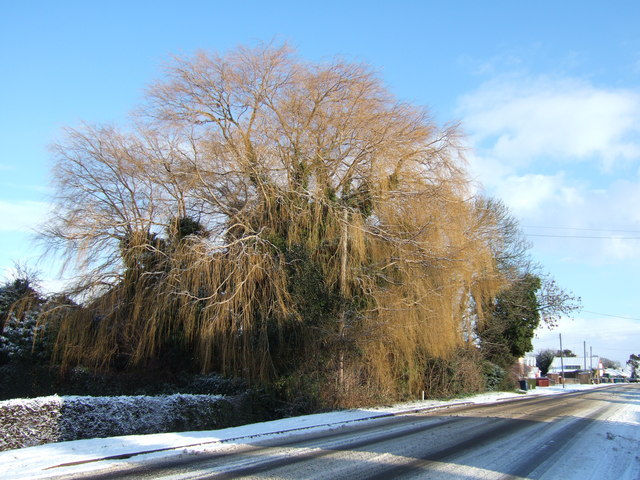 Thumbnail: Golden Willow