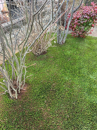 IMG_2933.JPG