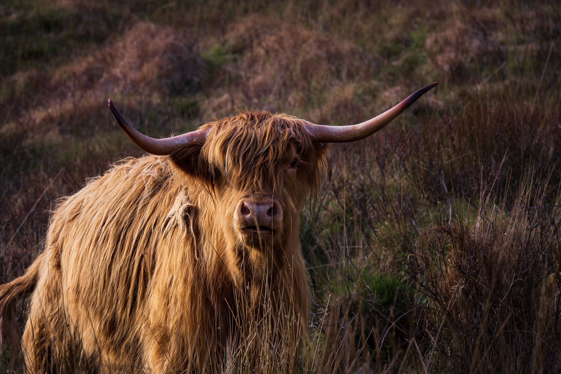 A poser of a highland cow