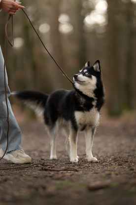 Hondentraining, focus behouden en aandacht van je hond