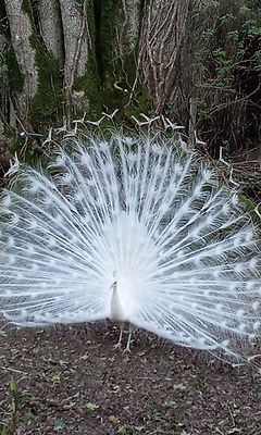 Paon blanc