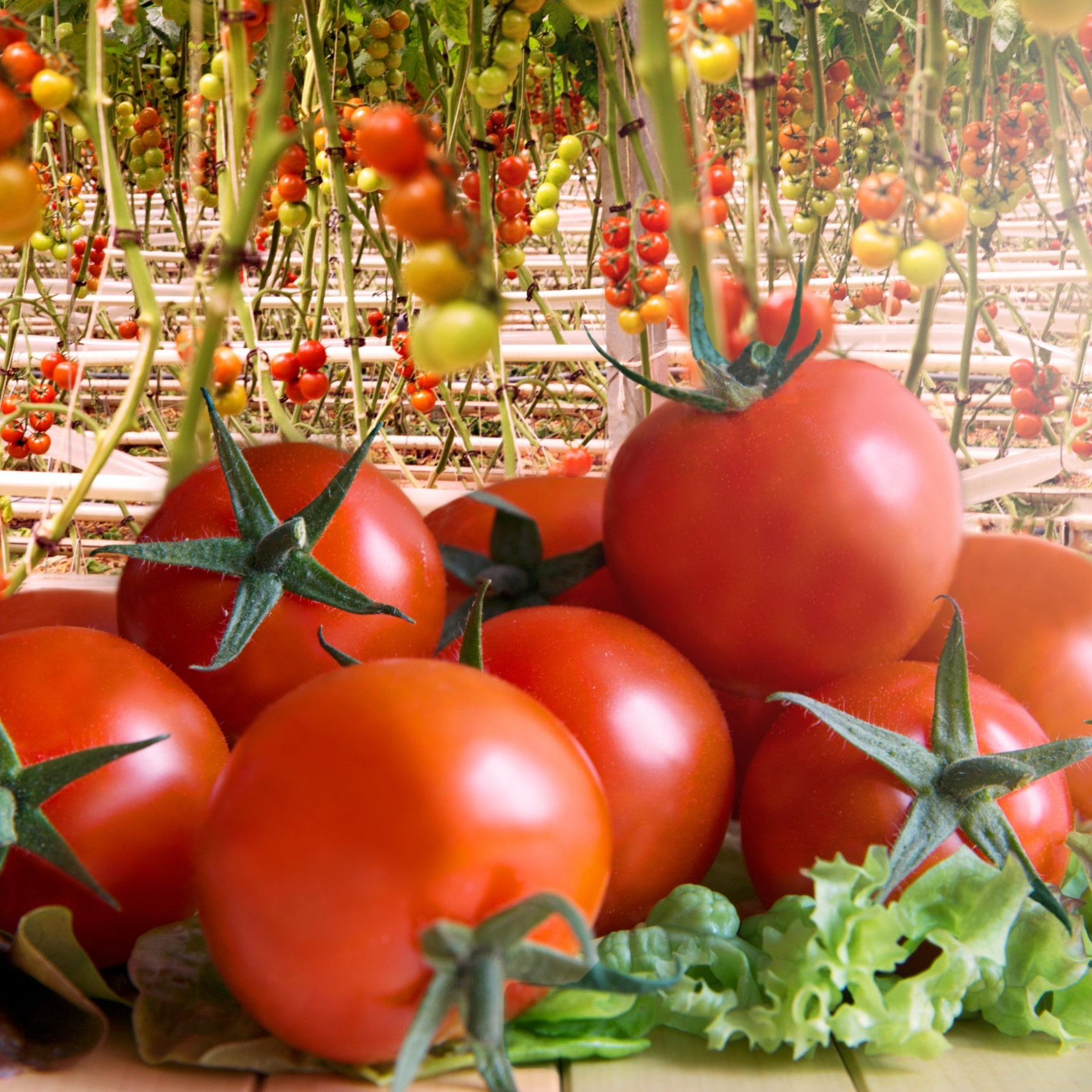 Tomatoes