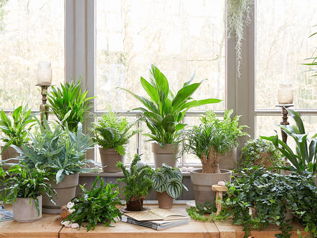 You’re Basically a House Plant with More Complicated Emotions