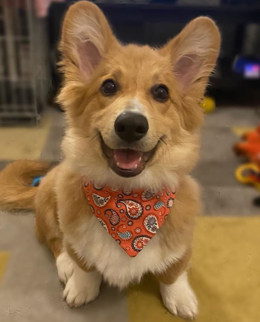 Gus