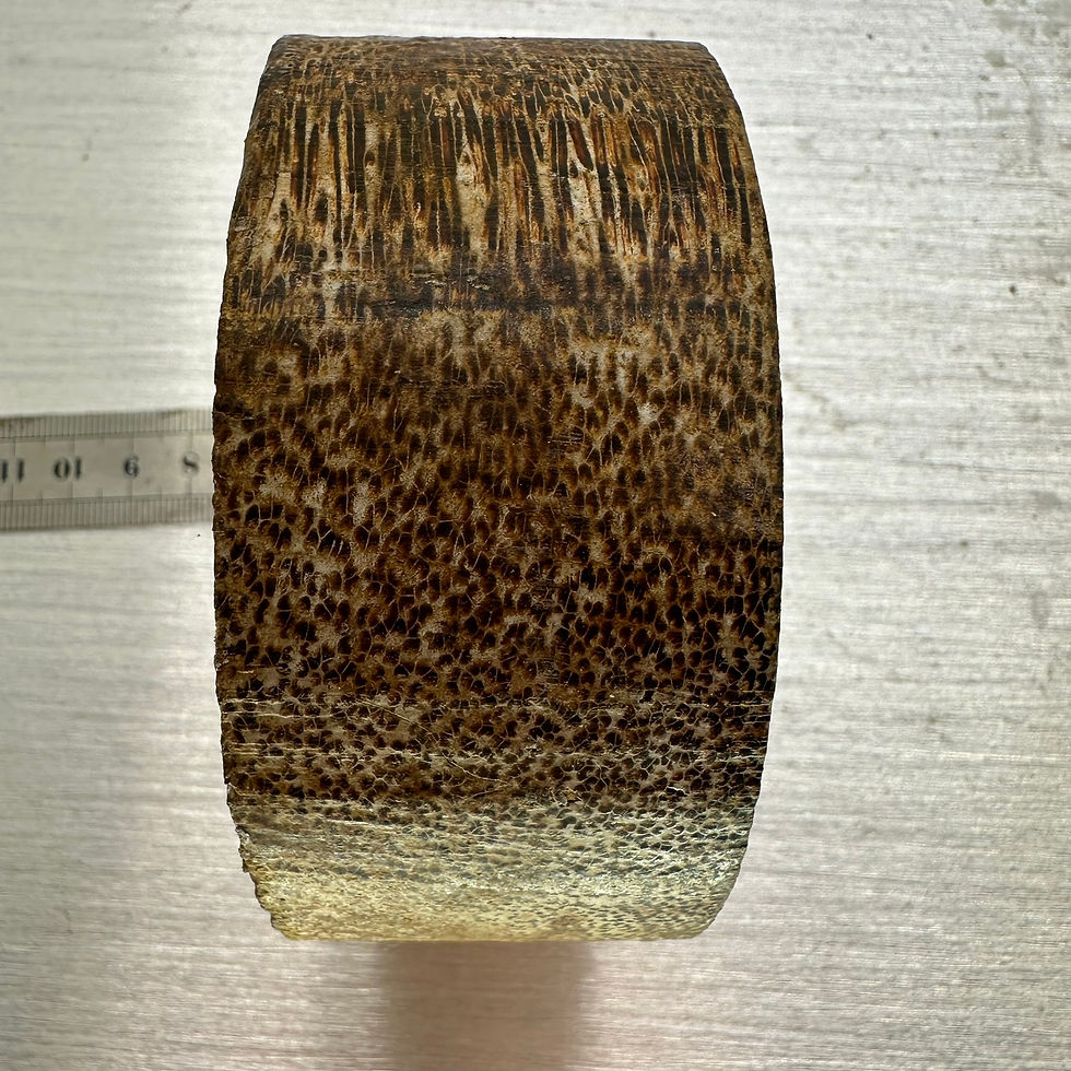 Thumbnail: Black Palm / Porcupine Wood Mini 3.75" x 1.5"