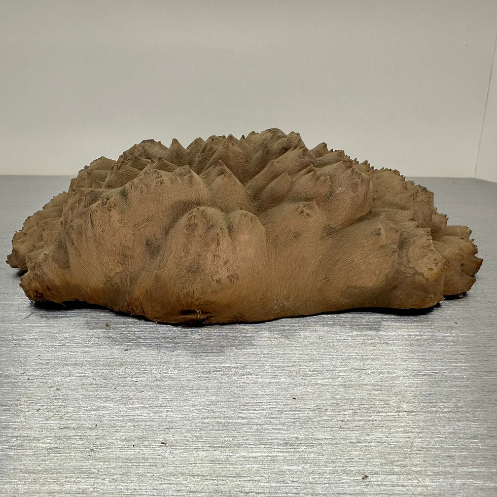 Thumbnail: Good size Red Mallee Burr 10" x 9" x 3"