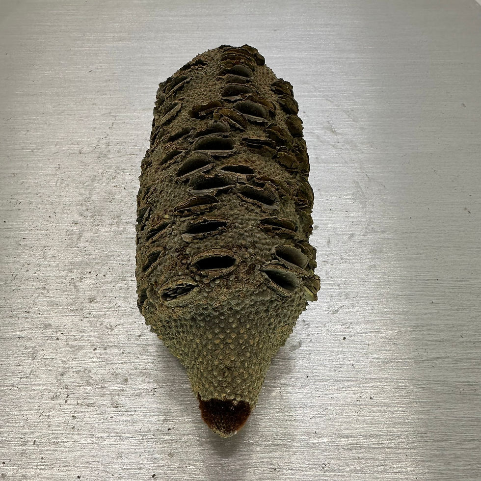 Thumbnail: Banksia Nut 9" x 3.5"