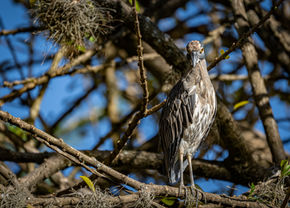 Garza , Martinete Coronado, ave, pajaro, bird, 