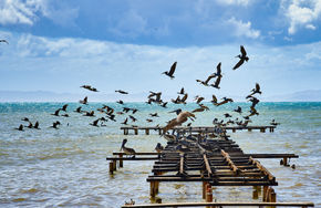 Gaviotas, pelicanos, isla de coche, Margarita, 
