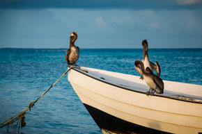 Pelícano pardo, oceano, mar, Caribe, ave, animal, bird, beach,  tropical , Caribbean, beach, Brown pelican