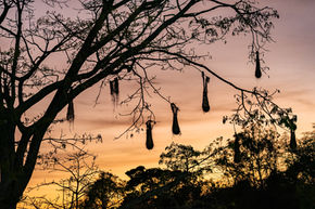 Nido, árbol, conotos, aves, pájaros, atardecer