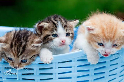 nombres-de-gatos.jpg