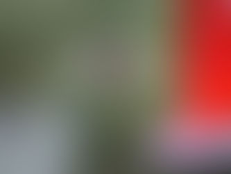 Hummingbirds in Maine: When They Arrive, What They Eat & How to Attract Them | 207 Vibes
