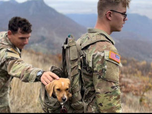 Paws of War