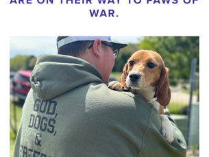 From Research to Freedom: Paws of War Took in 10 Ridglan Farms Beagles to Pair with Veterans and First Responders