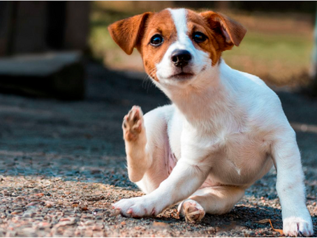 Dermatitis: a diet-related skin disease