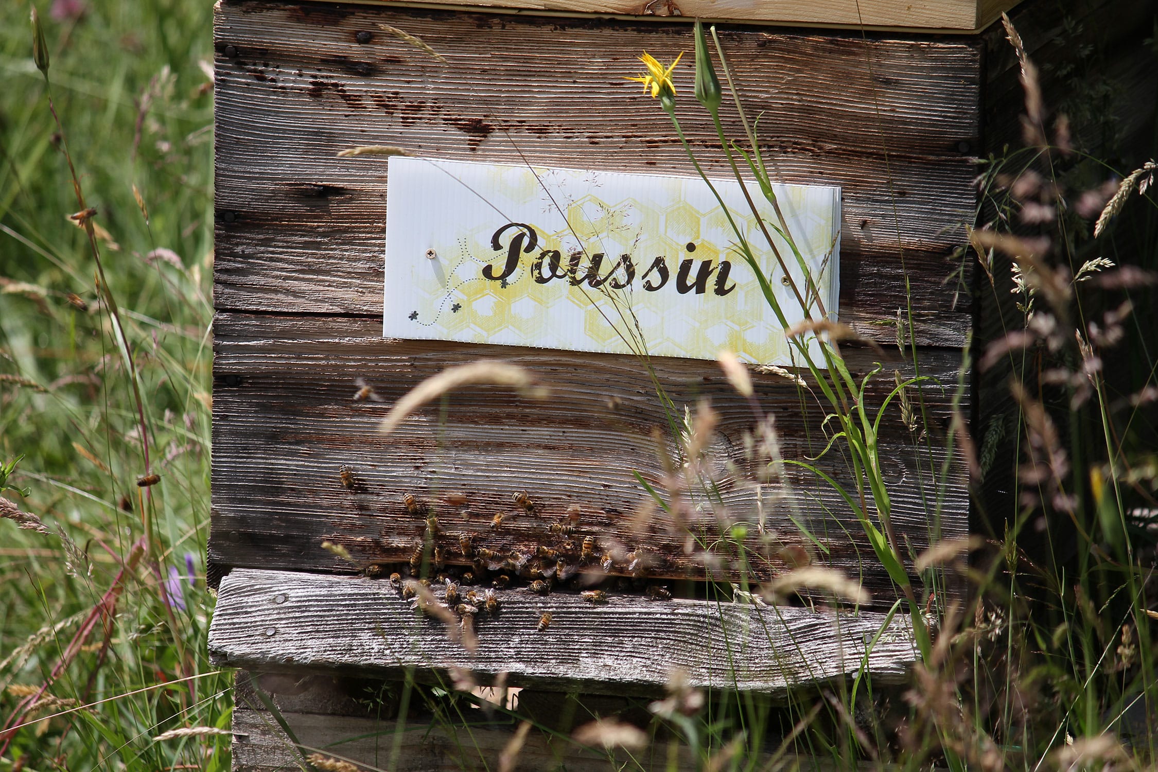 Poussin