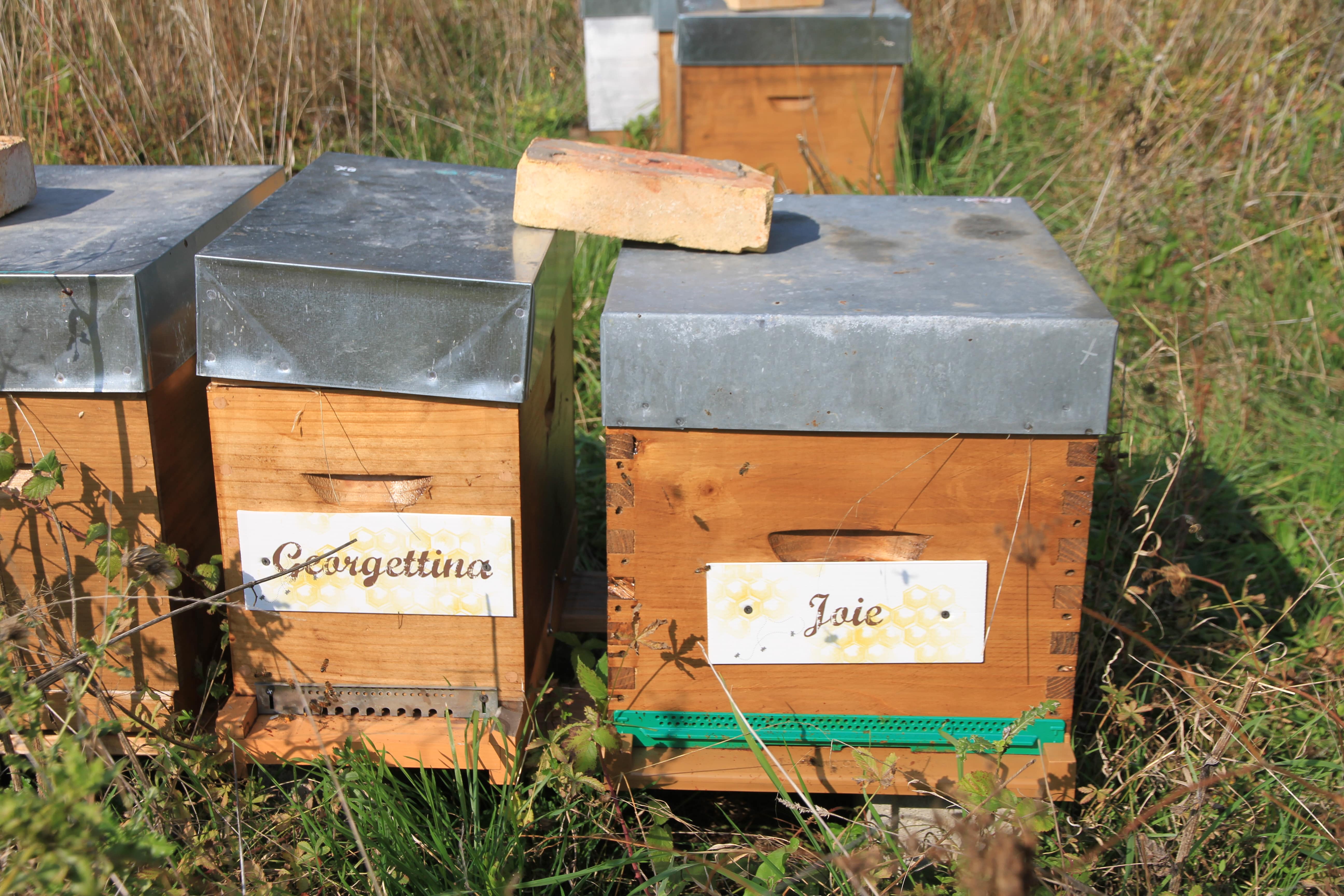 Georgettina, Joie