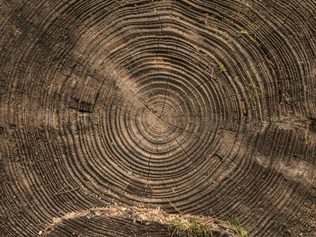 Growth Rings | Wood.ED Joinery
