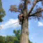 Tree Maintenance