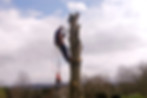 Tree Climbing Service