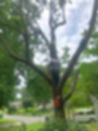 Tree Crowning