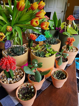 Plants from Local Growers