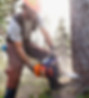 Tree Cutting