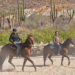 Horseback riding to the beach in La Paz Baja California Sur at Rancho San Lorenzo, a natural sanctuary. Horseback riding, horse life in baja, horse back riding in baja, horseback riding to the beach in La Paz Mexico, Rancho San Lorenzo, Equestrian life in baja, Baja Sur Horseback riding, riding horses, horse riding, Mexican ranch Rancho San Lorenzo, Tours in La Paz, Horse tours, horseback riding tours in la paz, horse tours in baja, best tours in la paz, best tours in baja, baja excursions, ranch excursions, ranch life at mexican ranch, la paz ranch, the ranch, trip and homes tours, tripandhomes experiences, tripandhomes horseback riding, trip and homes tours.