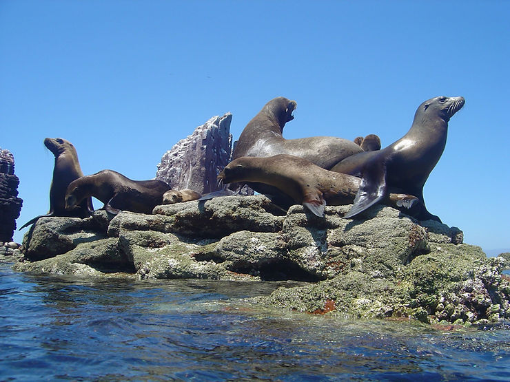 Adult sea lions colony in the sea of Cortez at san rafaelito.
