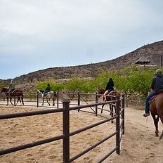 Horseback riding to the beach in La Paz Baja California Sur at Rancho San Lorenzo, a natural sanctuary. Horseback riding, horse life in baja, horse back riding in baja, horseback riding to the beach in La Paz Mexico, Rancho San Lorenzo, Equestrian life in baja, Baja Sur Horseback riding, riding horses, horse riding, Mexican ranch Rancho San Lorenzo, Tours in La Paz, Horse tours, horseback riding tours in la paz, horse tours in baja, best tours in la paz, best tours in baja, baja excursions, ranch excursions, ranch life at mexican ranch, la paz ranch, the ranch, trip and homes tours, tripandhomes experiences, tripandhomes horseback riding, trip and homes tours.