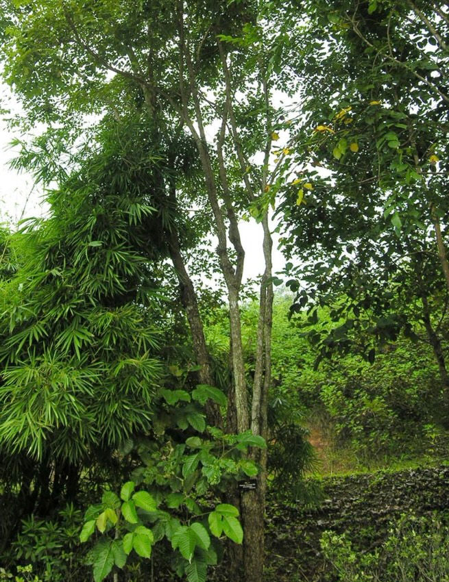 サムネイル： Handwoven Botanical  Dyed Gemini Pants/ 2 colors