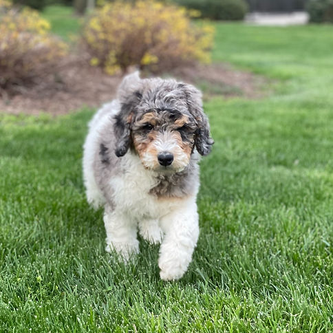 Parti Poodle Puppies for sale