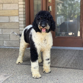 Indiana parti poodle breeder