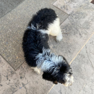 parti poodle puppy for sale